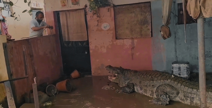 Crocodile in కామ్నాథ్ నగర్ కాలనీలో