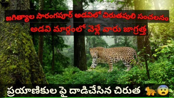 *జగిత్యాల సారంగపూర్ అడవిలో చిరుతపులి సంచలనం*